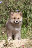 CHIEN FINNOIS DE LAPONIE 406